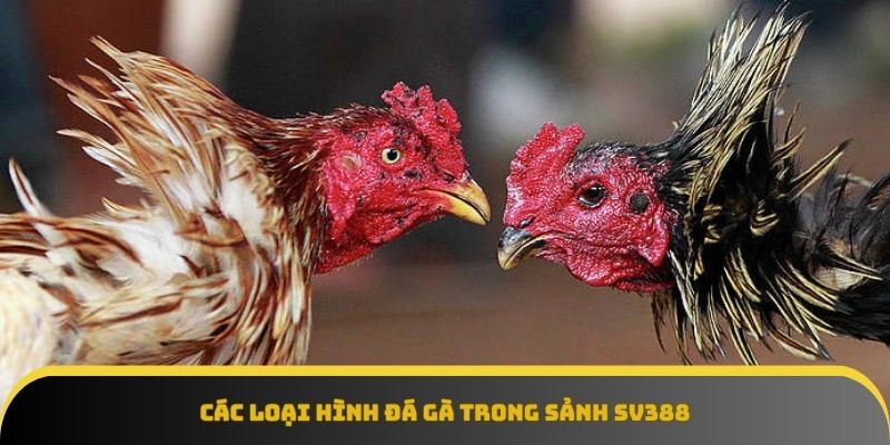 Đá gà truyền thống gay cấn