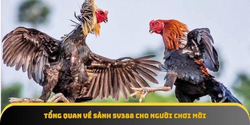Tổng quan về sảnh Sv388 cho anh em